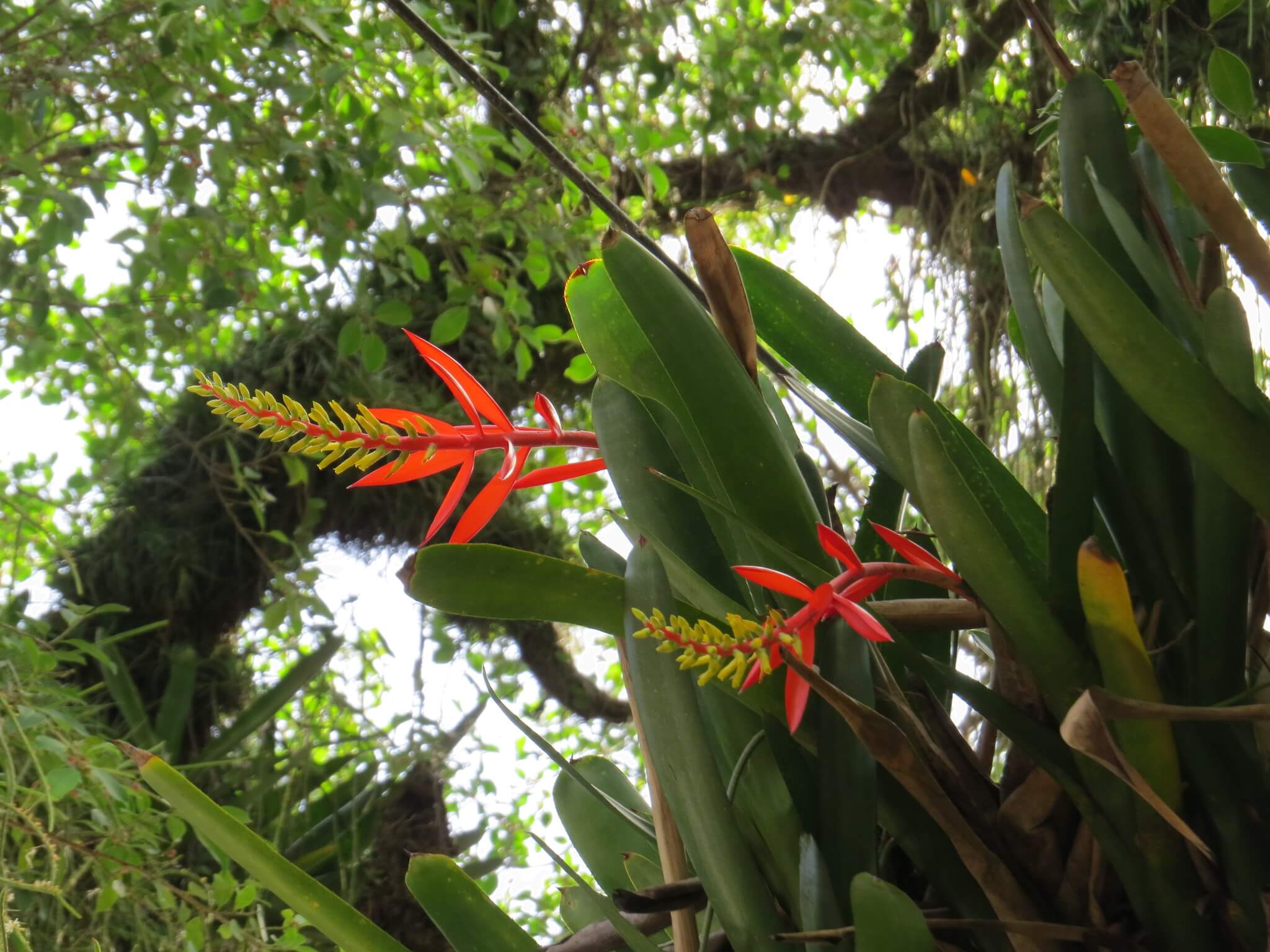 Aechmea nudicaulis